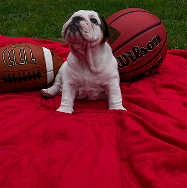 Bo's first photo with football and basketball